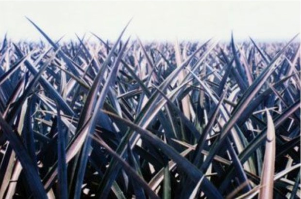 Sugar Cane 1