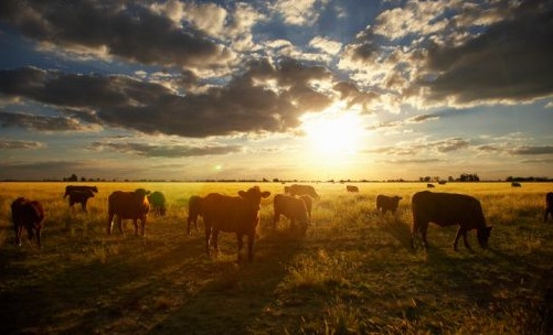 Argentina Cattle
